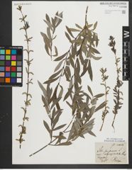 Foto von Salix purpurea L.